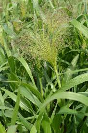 Image result for Panicum infestum