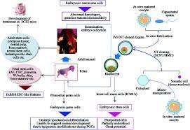 Li qian, in emerging technologies for heart diseases, 2020. Animal Stem Cells A Perspective On Their Use In Human Health Springerlink