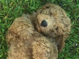 Don't miss what's happening in your neighborhood. Looking For A Loving Home For Our Goldendoodle Puppies