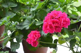 Geraniums are some of the most popular houseplants and bedding plants. Geraniums How To Plant Grow And Care For Pelargoniums The Old Farmer S Almanac