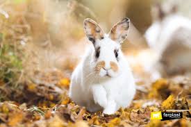 If your baby doesn't like showers though and a baby's bath won't fit in your shower recess, consider the kitchen sink. What Should You Do When Your Rabbit Gets Wet In The Rain