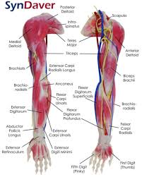 Forearm workout arm muscle anatomy muscle anatomy forearm anatomy massage therapy anatomy muscle anatomy reference medical. Syndaver Labs On Twitter With Our Syndaver Anatomy Arm You Can Teach And Learn Arm Anatomy In Great Detail Our Education Grade Models Include Bones Joints Muscles Tendons And Fascia Built Using