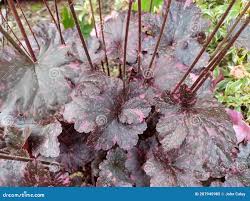 Image result for Heuchera `Midnight Rose`