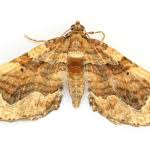 Image result for Pelurga comitata