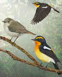 Narcissus Flycatcher Whatbird Com
