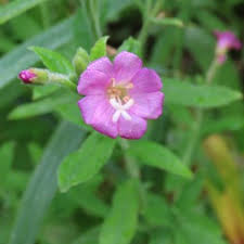 Image result for Epilobium hirsutum