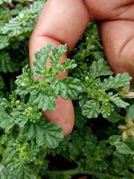 Image result for Coldenia procumbens