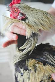 Actually, some hens do crow. How To Stop A Rooster From Crowing