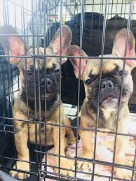 While we do adopt outside of texas, we require all adopters to come to texas to meet/adopt. 23 Rescued French Bulldog Puppies Arrive In Chicago For Treatment Wgn Tv