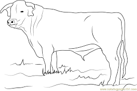 The pitbull's body developed to highlight the muscles, and this animal is also widely used as a guard dog. Ongole Bull Coloring Page For Kids Free Bull Printable Coloring Pages Online For Kids Coloringpages101 Com Coloring Pages For Kids