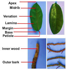 Image result for Landolphia owariensis