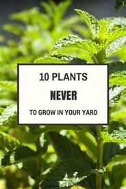 Check spelling or type a new query. Pin On Poisonous Herbs Plants