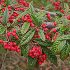 Maybe you would like to learn more about one of these? Berries Plant Identification