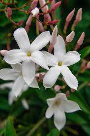 Image result for Jasminum schimperi