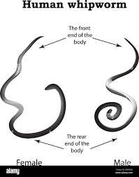 Image result for Whipworm