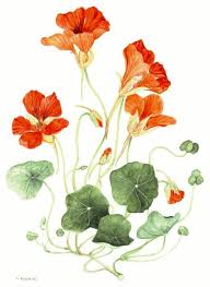 Nasturtium Plant Painting Botanical Painting Botanical Drawings