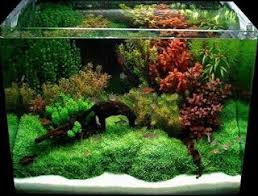 Aquascape Tanaman Plastik Cara Menghias Aquarium Dengan Tanaman Dekorasi Akuarium Kecil Harga Rumput Plastik Per Met Aquascaping Planted Aquarium Ikan Akuarium