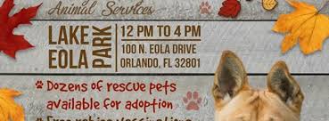 In foster care (virtual adoption). Barktoberfest Orlando Fl Nov 19 2017 12 00 Pm
