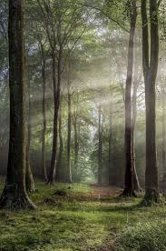 Buckholt Wood England Photo Rob Wolstenholme Landscape Photographers Landscape Nature Pictures