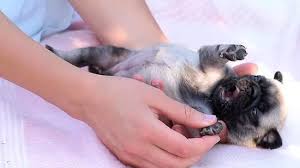 More important is the frequency in which you'll be using the shampoo, as well as the ingredients of the shampoo. 3 Ways To Bathe A Newborn Puppy Wikihow