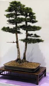 The cedar elm is among my chosen five of the best bonsai trees for beginners. Twin Trunk Cedar Of Lebanon Bonsai Tree Bonsai Tree Care Bonsai Tree Bonsai Plants