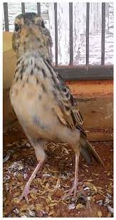 Check spelling or type a new query. Pamor Klangenan Burung Branjangan Burung Kicau Nusantara