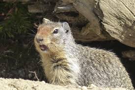 Image result for Cynomys gunnisoni obrázek