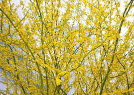 We did not find results for: 5 Native Flowering Trees Of Central Texas Native Backyards