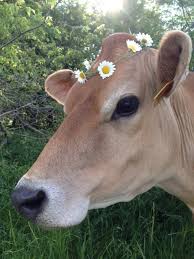 Jerseys cows are incredibly efficient feed converters compared with other breeds. All About Jersey Cows Rough Tumble Farmhouse