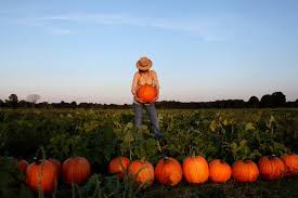 Image result for artistic-divergence pumpkin