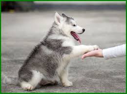 Hal itu disebabkan baik anjing dan manusia mampu bertahan hidup di tempat yang sangat dingin dan terpencil. Tentang Anjing Siberian Husky Dan Perawatannya Daftarhewan Com Husky Puppy Training Siberian Husky Puppy Training