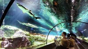 Get orlando's latest and greatest stories every day in your email inbox. Seaworld Orlando Gives The Scoop On Sharks Orlando Sentinel