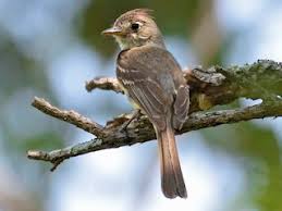 Image result for Brachycorythis pilosa