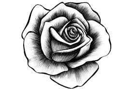 Rose drawing tattoo design rose tatoo black rose tattoo rose with script tattoo traditional roses tattoo realilstic rose tattoo find your drawing rose tattoo rose tattoo template i don t know what it is. Pin By Gabriele Rettler On Rose Rose Illustration Rose Drawing Tattoo Rose Tattoo Design