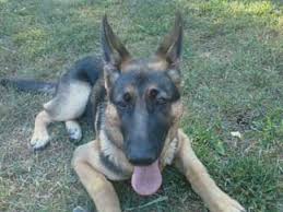 I'm a usda licensed kennel. We Have A Gsd Male 7 Months Old How Much Exercise