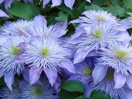 Maybe you would like to learn more about one of these? How To Grow Healthy Abundantly Blooming Clematis Flowers Dengarden