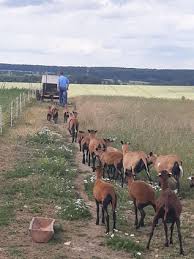 One ram and two ewes. Gesunde Landwirtschaftliche Erzeugnisse Gesundheit Wohlbefinden