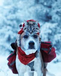 Pin On Animal Photography