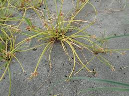 Image result for Isolepis prolifera