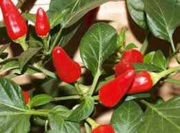 Agriculture in teleormanu, teleorman, romania. SeminÈe De Ardei Iute Cele Mai Bune Soiuri Pentru Teren Deschis Èi Recenzii