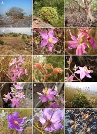 Image result for Melastomastrum segregatum