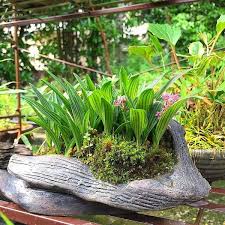 Image result for Ledebouria Unidentified sp. no6.