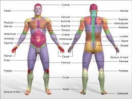 Anatomical Terminology