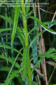 Image result for Senecio polyanthemoides