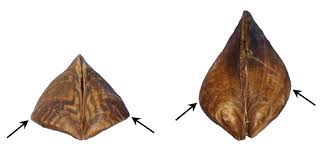 Dreissenids are the only freshwater bivalves that attach to hard substrates in high densities and have a planktonic larval stage. Dreissena Polymorpha Left And Dreissena Rostriformis Right In The Download Scientific Diagram