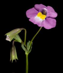 Image result for Mimulopsis