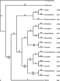 Image result for Magnistipula