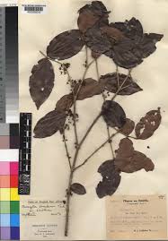 Image result for Warneckea