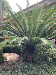 Image result for Encephalartos umbeluziensis