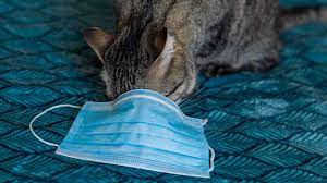 Two Cats Test Positive For Virus That Causes Covid 19 Texas A M University Researchers Abc7 Chicago